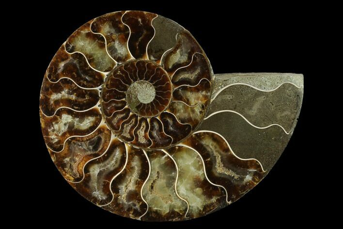 Agatized Ammonite Fossil (Half) - Madagascar #139671